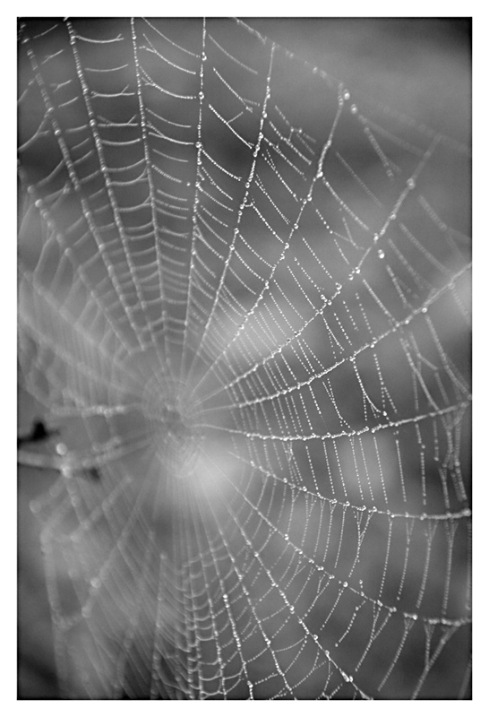 spider-web