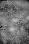 spider-web