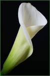 Calla