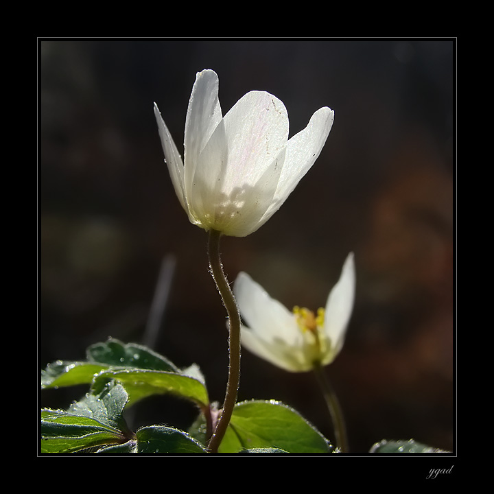 Anemone nemorosa