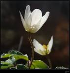 Anemone nemorosa