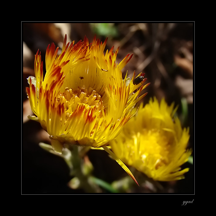 Tussilago farfara