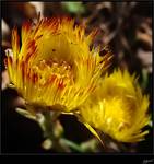 Tussilago farfara