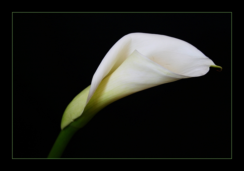 calla