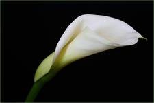 calla