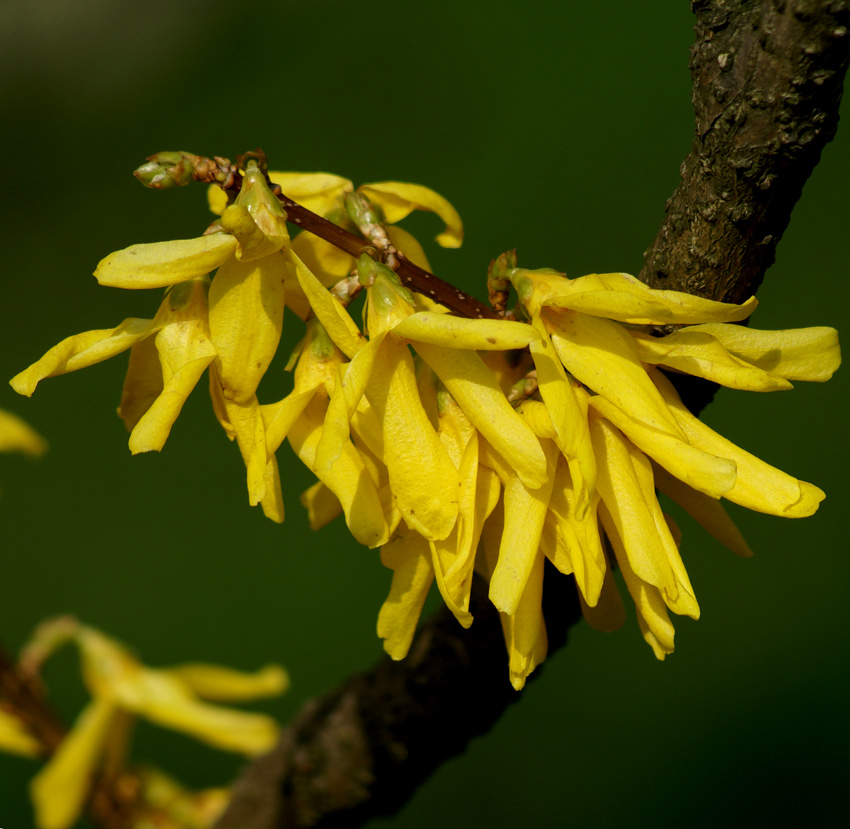 forsycją wiosennie