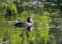 Perkoz rdzawoszyi (Podiceps grisegena)