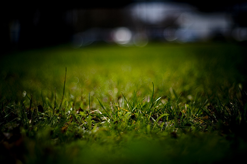 grass