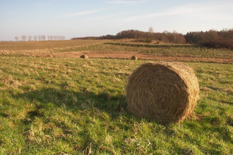 Pejzaż ze snopkiem