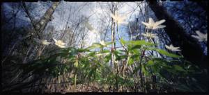 spring pinhole