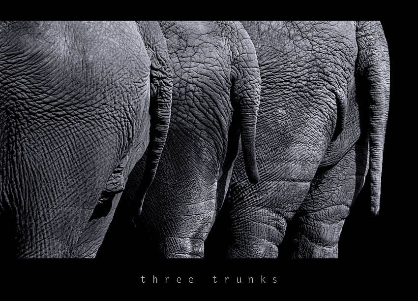 three trunks