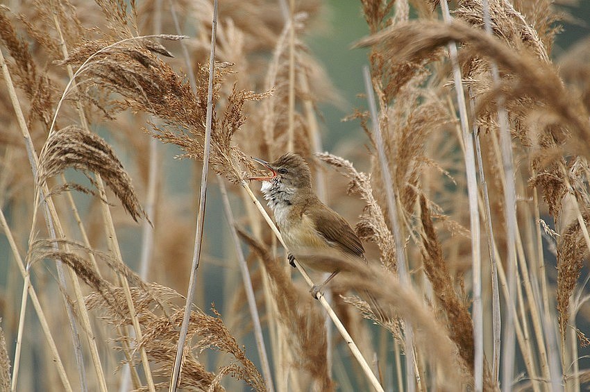 Wind talkers