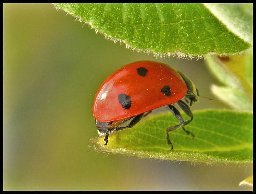 Coccinella septempunctata