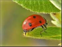 Coccinella septempunctata