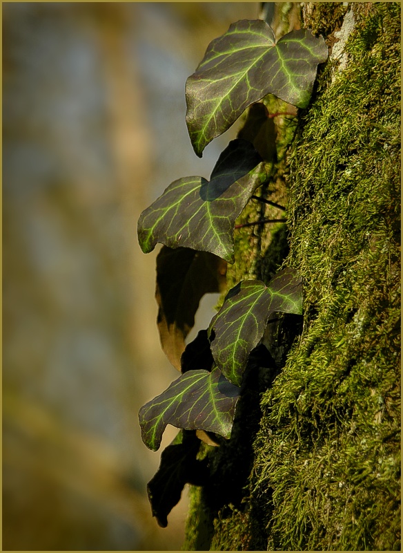 hedera helix