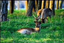 phoenix park-dublin