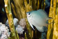 Pale damselfish