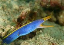 Blue Ribbon Eel, Sipadan, Malezja