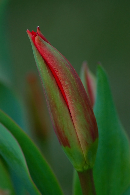 tulip