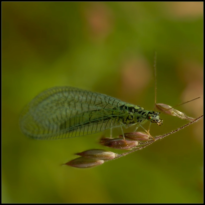 złotooki