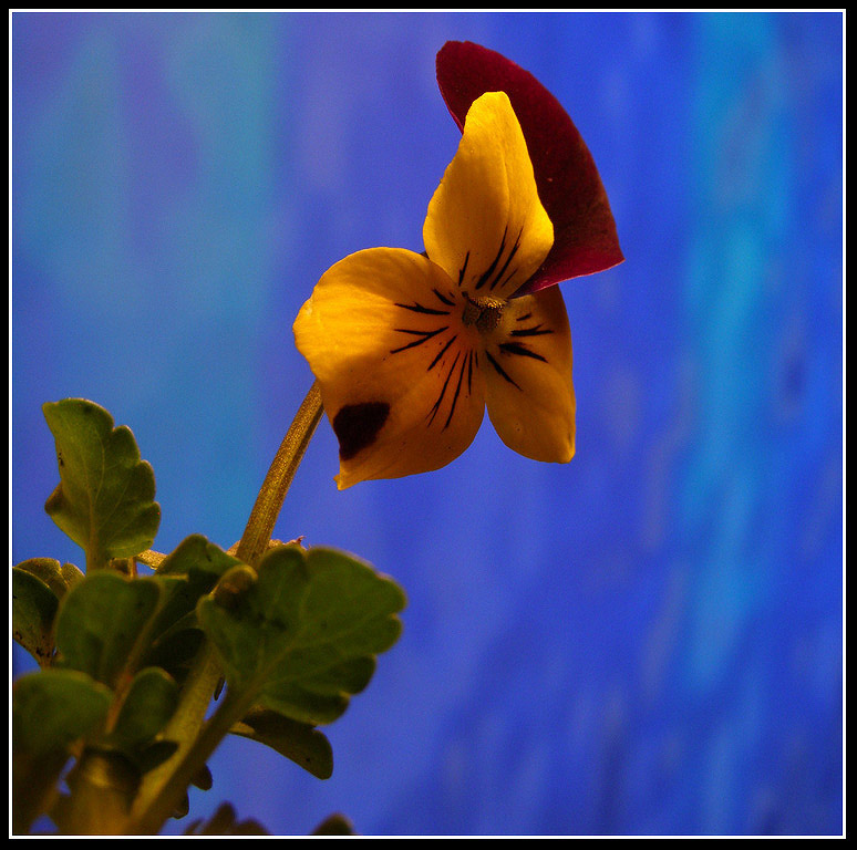 Fiołek trójbarwny - Viola tricolor