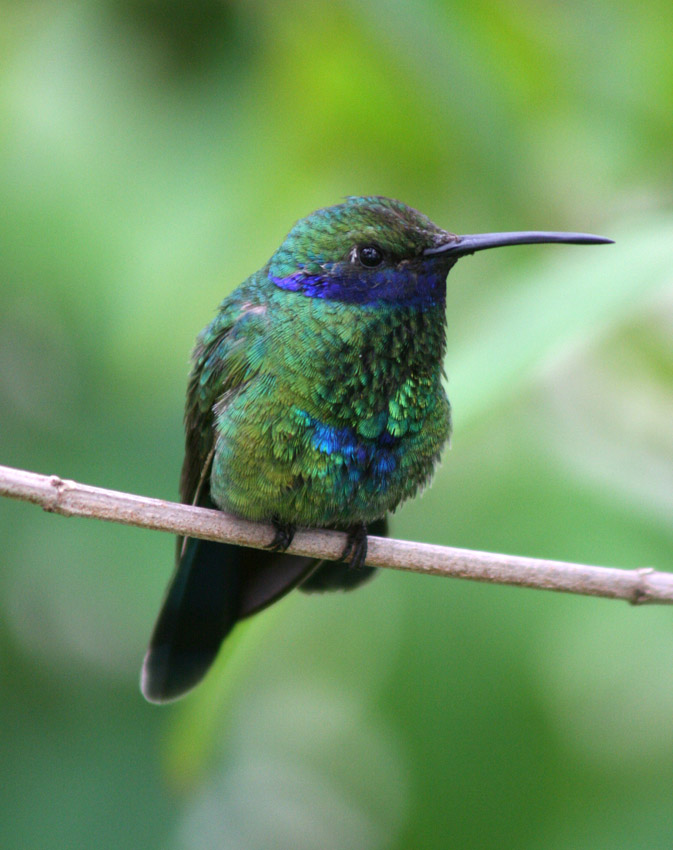 Colibri coruscans (sparkling violet ear hummingbird)