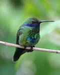 Colibri coruscans (sparkling violet ear hummingbird)