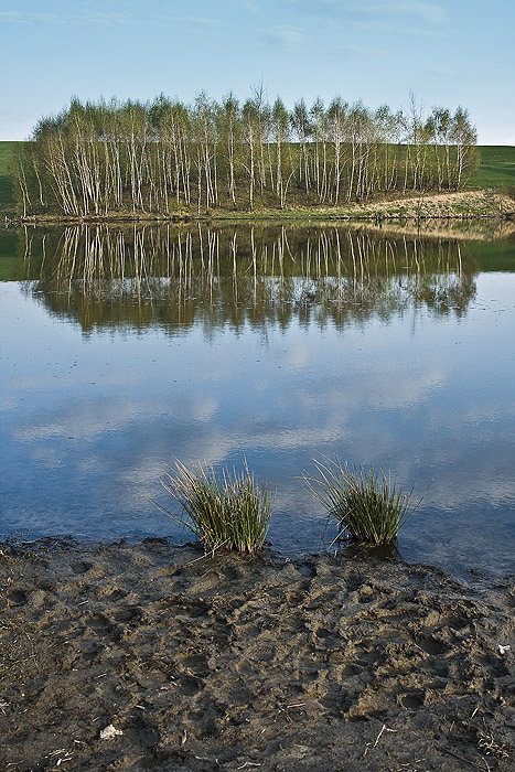 Staw w Marklowicach