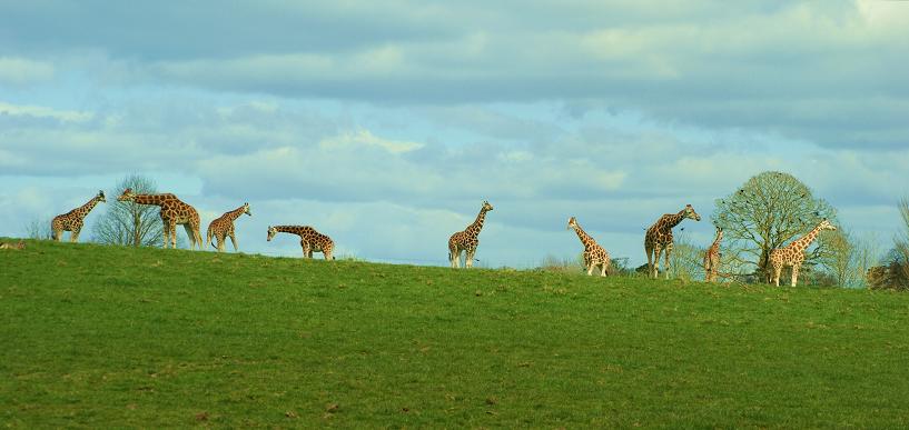 Gang z Fota Island