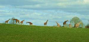 Gang z Fota Island