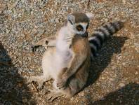 Lemur z Madagaskaru