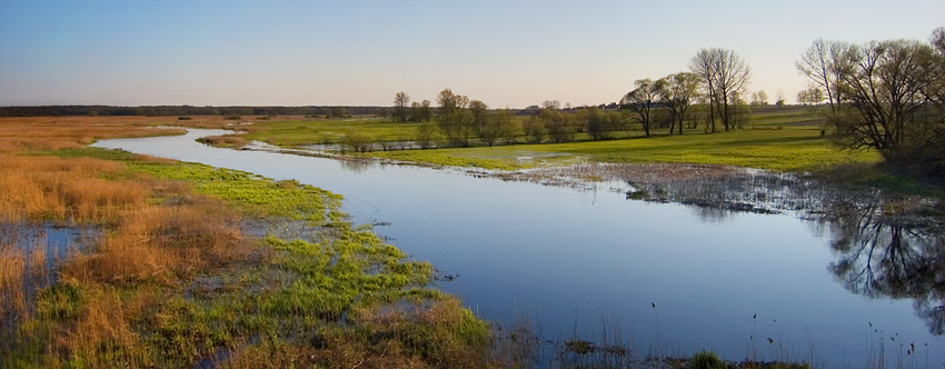 Narew