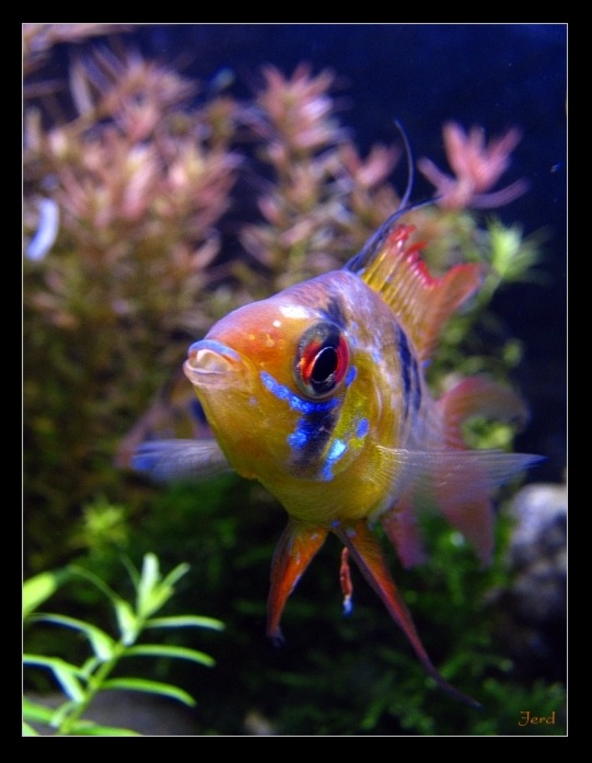 Mikrogeophagus ramirezi