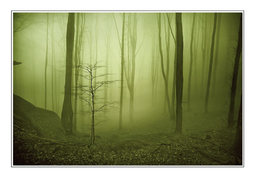 Misty Forest