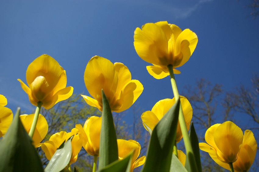 Keukenhof