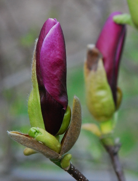 magnolia