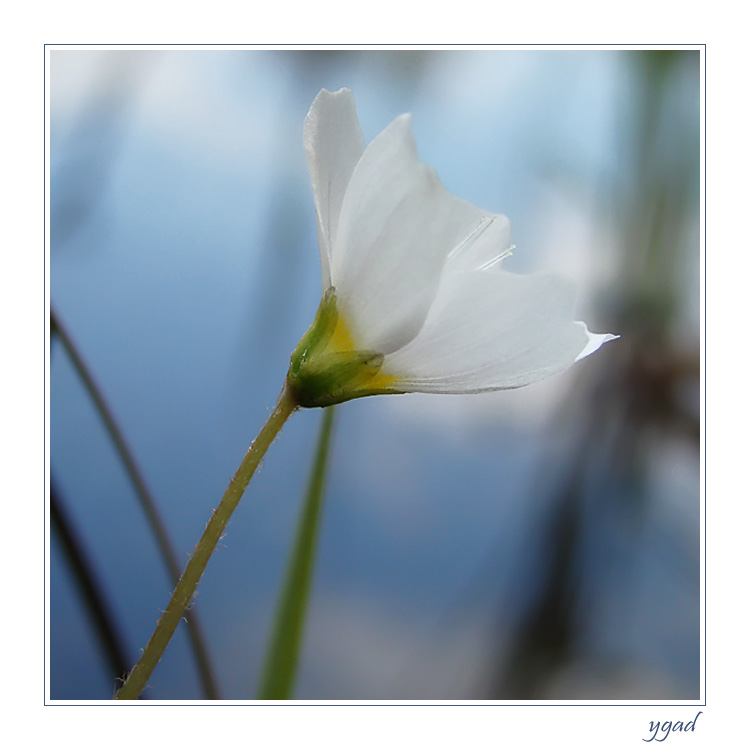 Oxalis acetosella