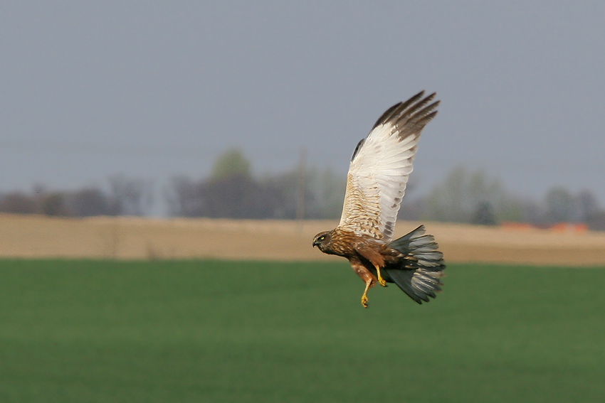 Błotniak Stawowy