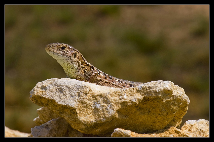 Ostatki prehistorii (2)