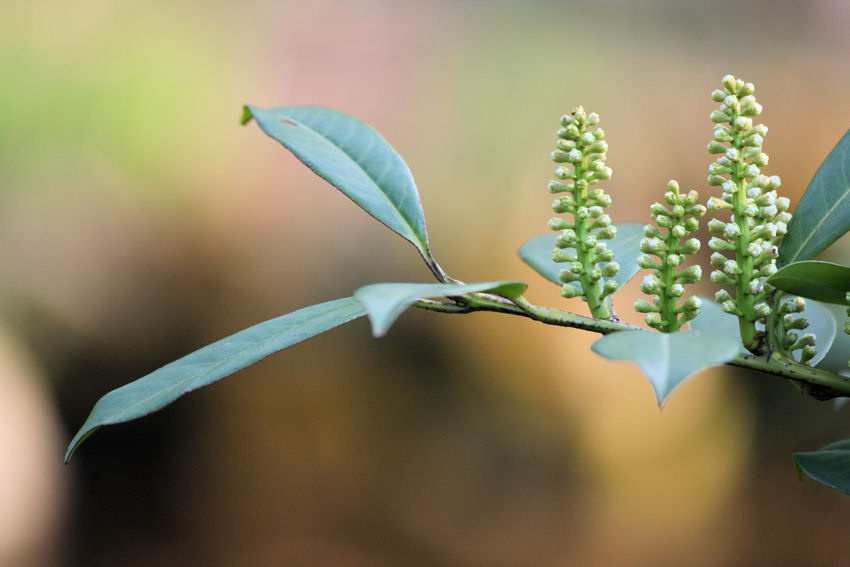 Kwitnienie w ogrodzie botanicznym