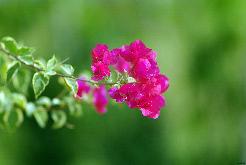 flower power