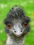 EMU