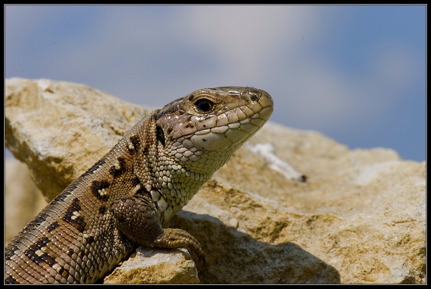 Ostatki prehistorii (4)