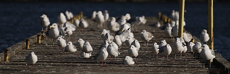 tłok