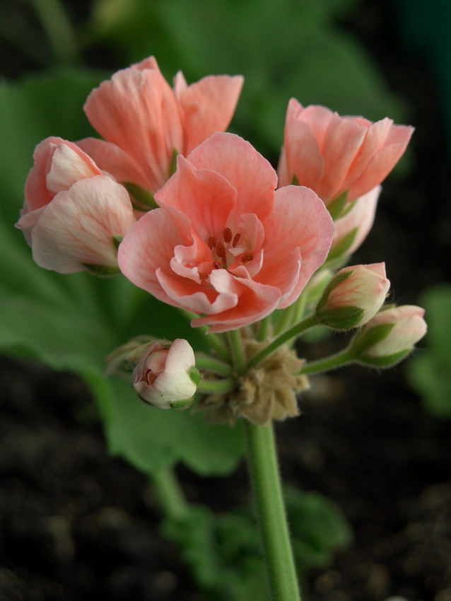 Pelargonia