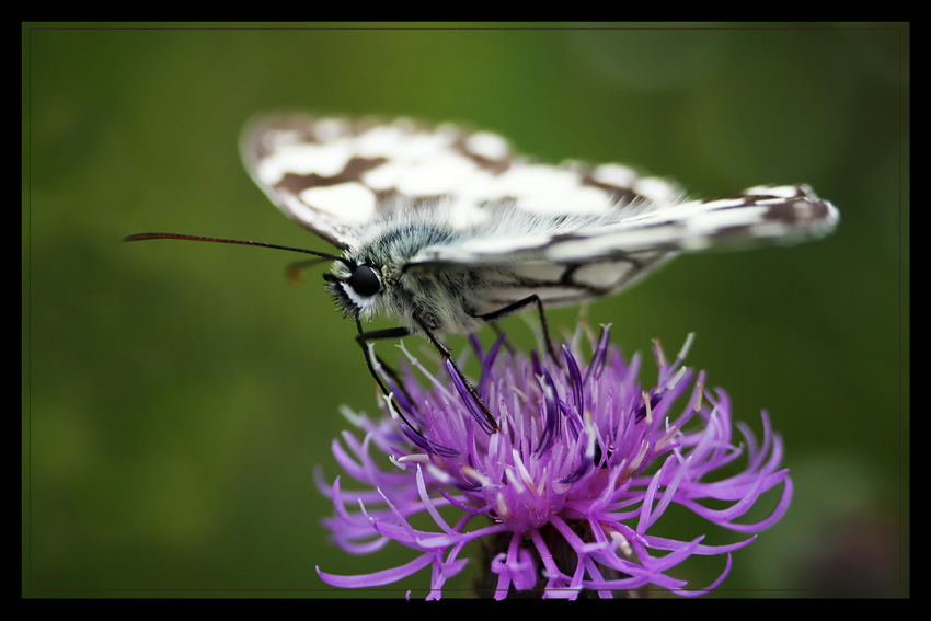 Motyl