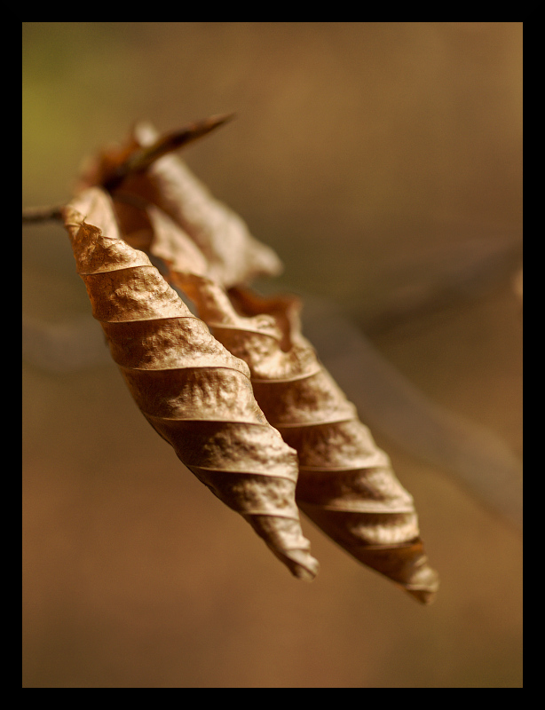 Feuille d'or