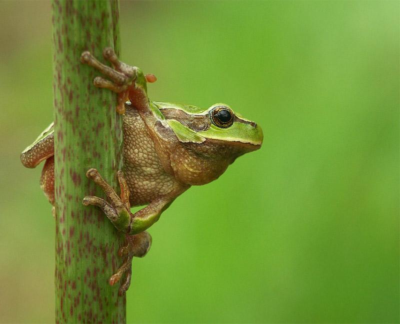 Rzekotka drzewna (Hyla arborea)