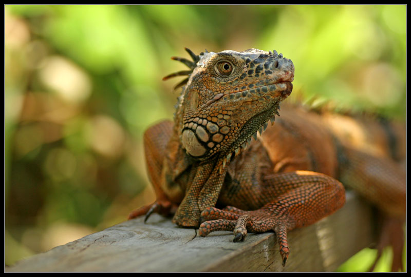 Iguana