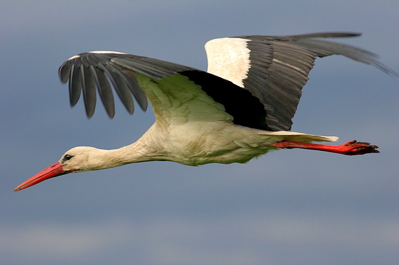 Bocian biały (Ciconia ciconia)